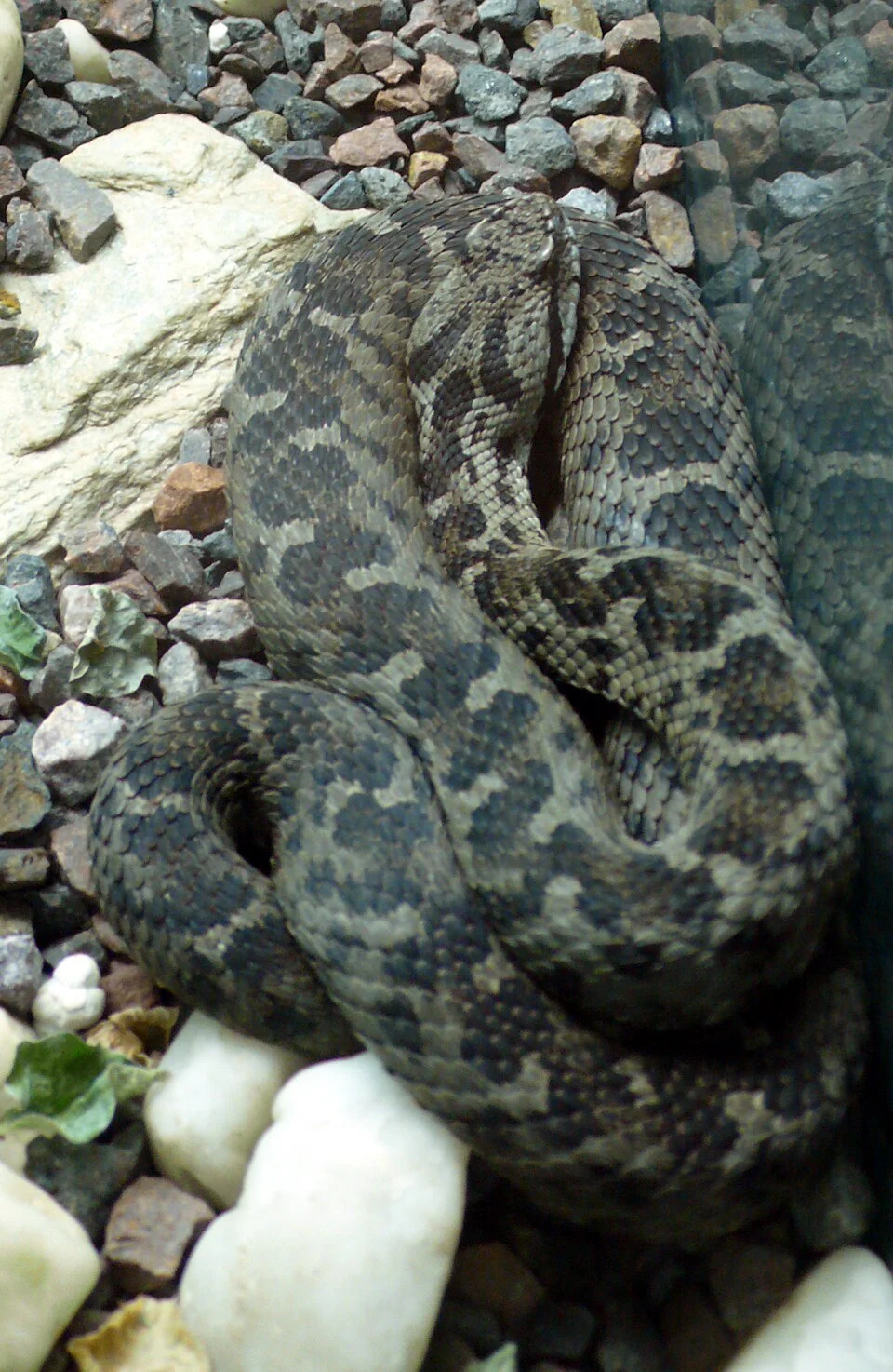 Bolkar viper (Montivipera bulgardaghica)