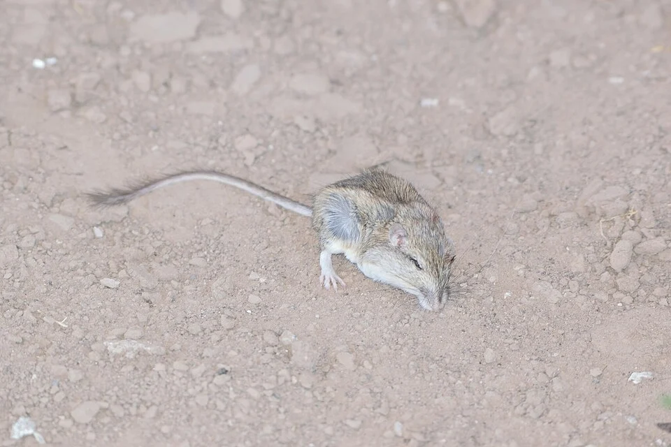 Photo of Baja Pocket Mouse (Chaetodipus rudinoris) uploaded from iNaturalist.