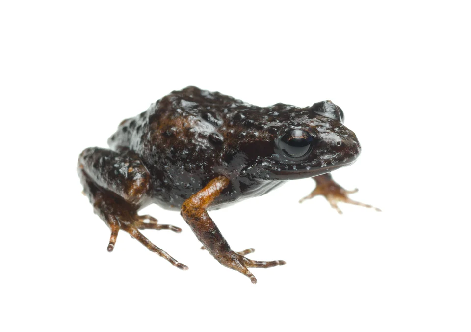 Landdross Moss frog (Arthroleptella landdrosia)