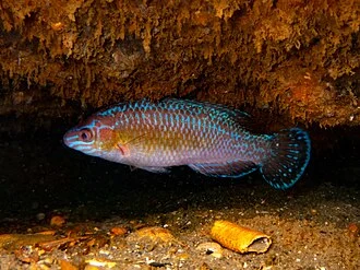 Small-mouthed Wrasse (Centrolabrus exoletus) in the United Kingdom