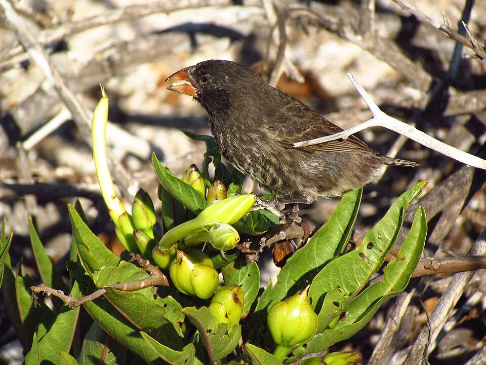 Genovesa Cactus Finch (Geospiza propinqua), female, Genovesa