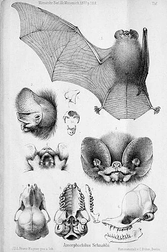 Amorphochilus schnablii