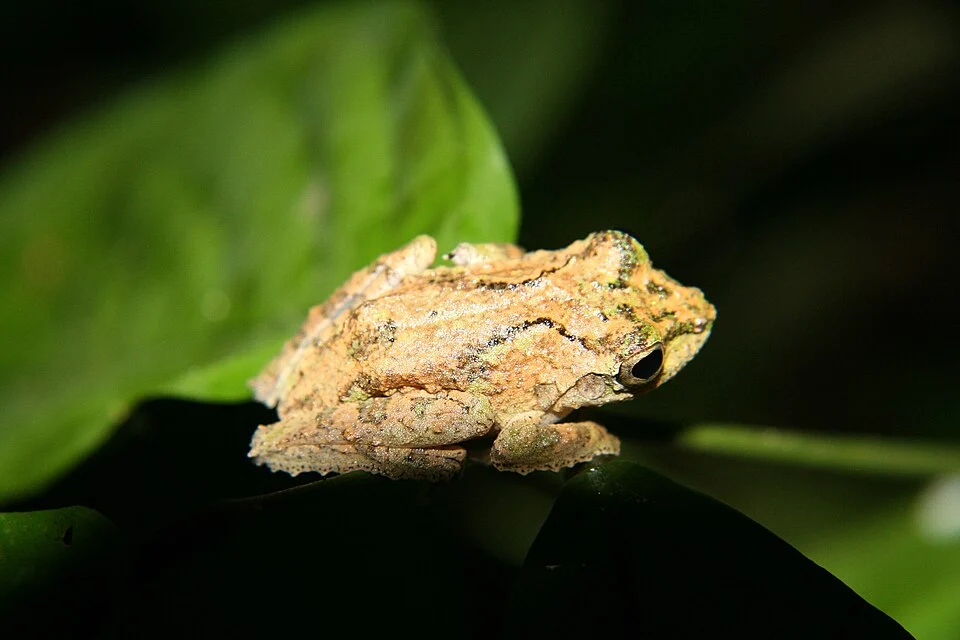 Philautus tectus