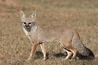 Bengal Fox from Rajasthan, India
