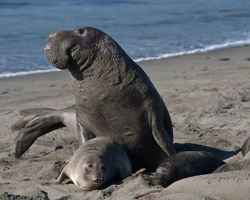 Mating scene with elevated Alpha Male. Elephant Seals of Piedras Blancas, San Simeon, CA, 31 Jan 2009.