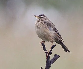 Wood pipit near the source of the Cuanavale River in Angola