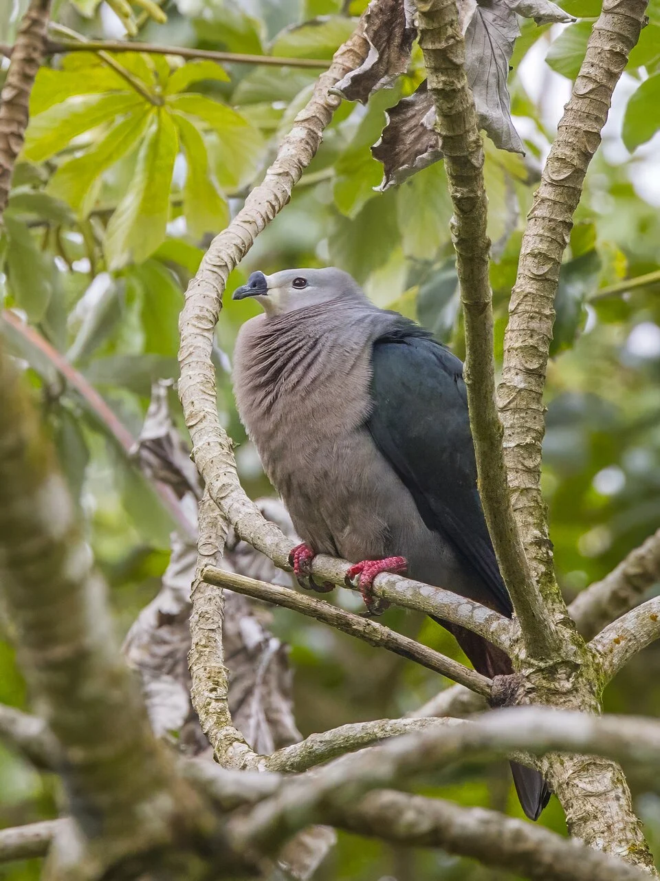 Pacific imperial-pigeon (Ducula pacifica) Rarotonga, Cook Islands