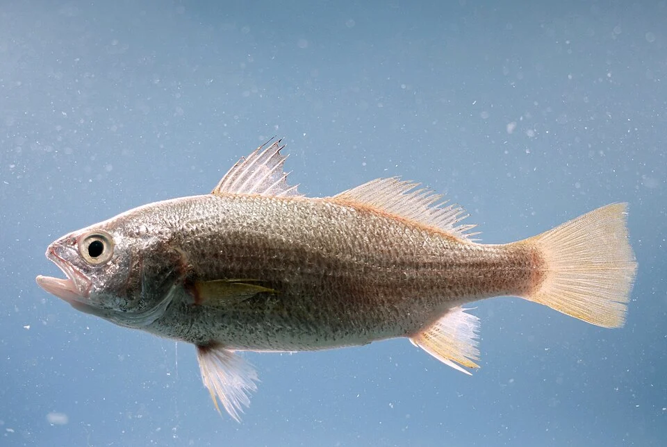 Silver perch ( Bairdiella chrysoura ). Gulf of Mexico.