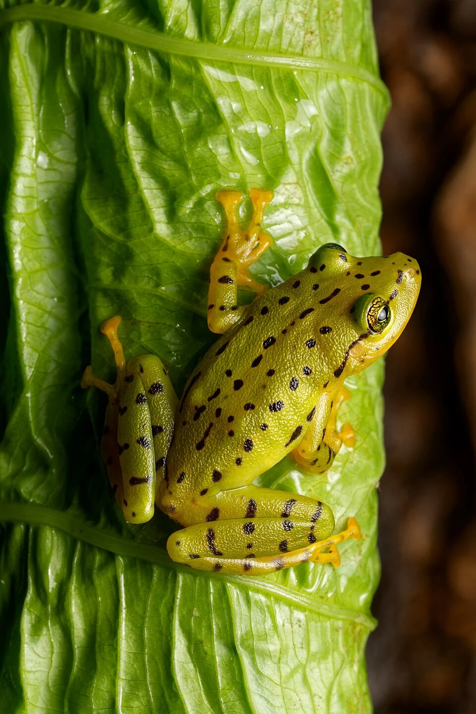 A Prisrimantis ornatissimus frog at night sitting on an unfurling leaf in secondary forest in Ecuador.