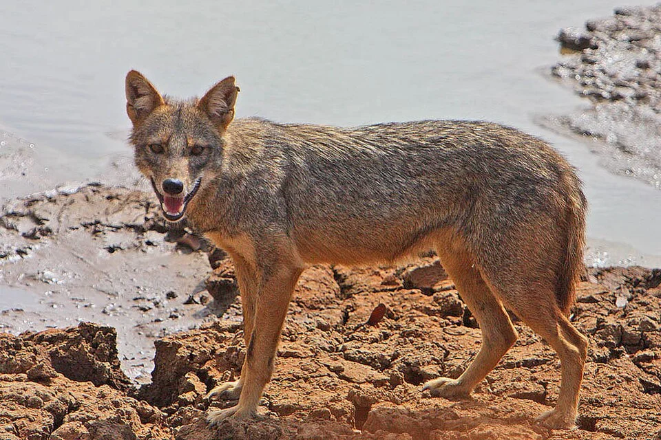 Jackal (Khoekhoe tales)