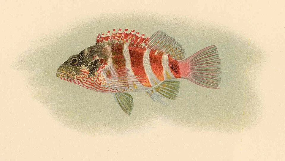 Paracirrhites cinctus (Gunther). Pilikoa, Oopuka-Hai-Hai
Subject: Cirrhitoidei, Cirrhitidae, Paracirrhites
Tag: Fish