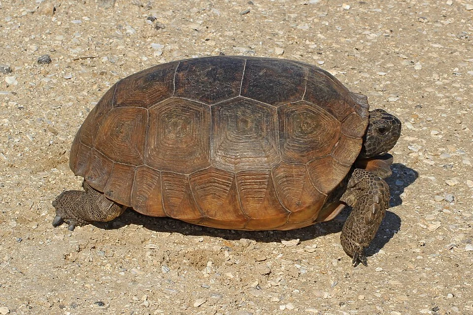 Gopher Tortoise - Gopherus polyphemus, Lake June-in-Winter Scrub State Park, Lake Placid, Florida
This is a threatened species in Florida. It is also considered a "keystone" species, as its burrows provide shelter for more than 300 species.