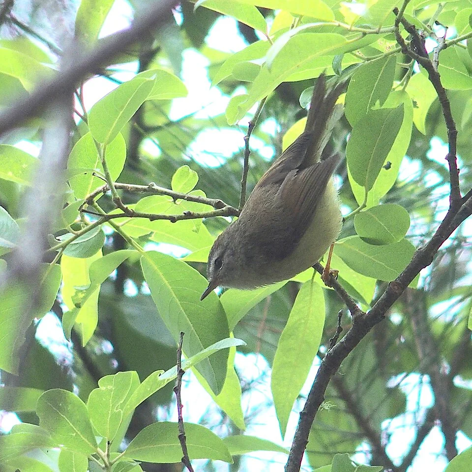Yellowish-bellied Bush Warbler (Horornis acanthizoides)
