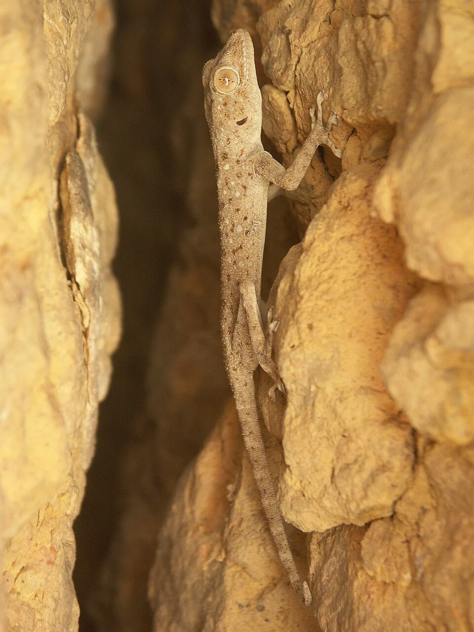 Ptyodactylus hasselquistii guttatus hiding between the rocks in the Dana Biosphere Reserve, Jordan.