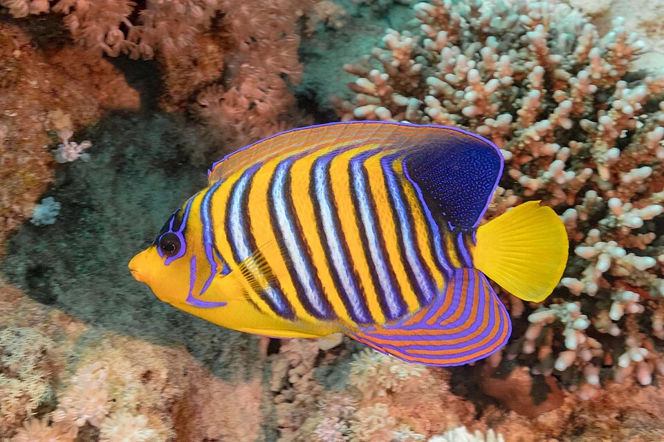 Royal angelfish (Pygoplites diacanthus), Ras Muhammad National Park, Red Sea, Egypt. The body of the royal angelfish is moderately elongate, is very compressed and can reach a length of up to 25 centimetres (9.8 in) It's widely distributed throughout the Indo-Pacific and can be found in the Red Sea and Indian Ocean around East Africa and the Maldives, stretching to the Tuamoto Islands, New Caledonia, and Great Barrier Reef. The royal angelfish occurs at depths ranging from 0 to 80m (0 to 262 ft), in coral rich areas of lagoons, reefs, and are also often found in the vicinity of caves. It is a 
