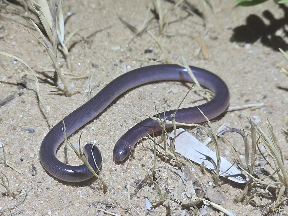 Photographer: Max Tibby
This is a photograph of a snake, supposedly the Dark-spined Blind Snake (Anilios bicolor) by the original photographer, taken near Tiddy Widdy Beach, Southern Australia.
Max Tibby, the original photographer, is said to be a "PhD candidate in the Reptile Ecology and Environmental Disturbance Lab at the University of New England".
The photo is said to be "Research Grade", community consensus is that this is a Dark-spined Blind Snake by the original photographer, as well as Asimakis Patitsas (a "Horticulturalist")
Original photograph links:
https://www.inaturalist.org/obse