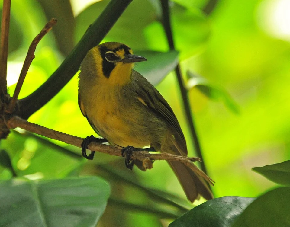 Cropped version of Bonin White-eye