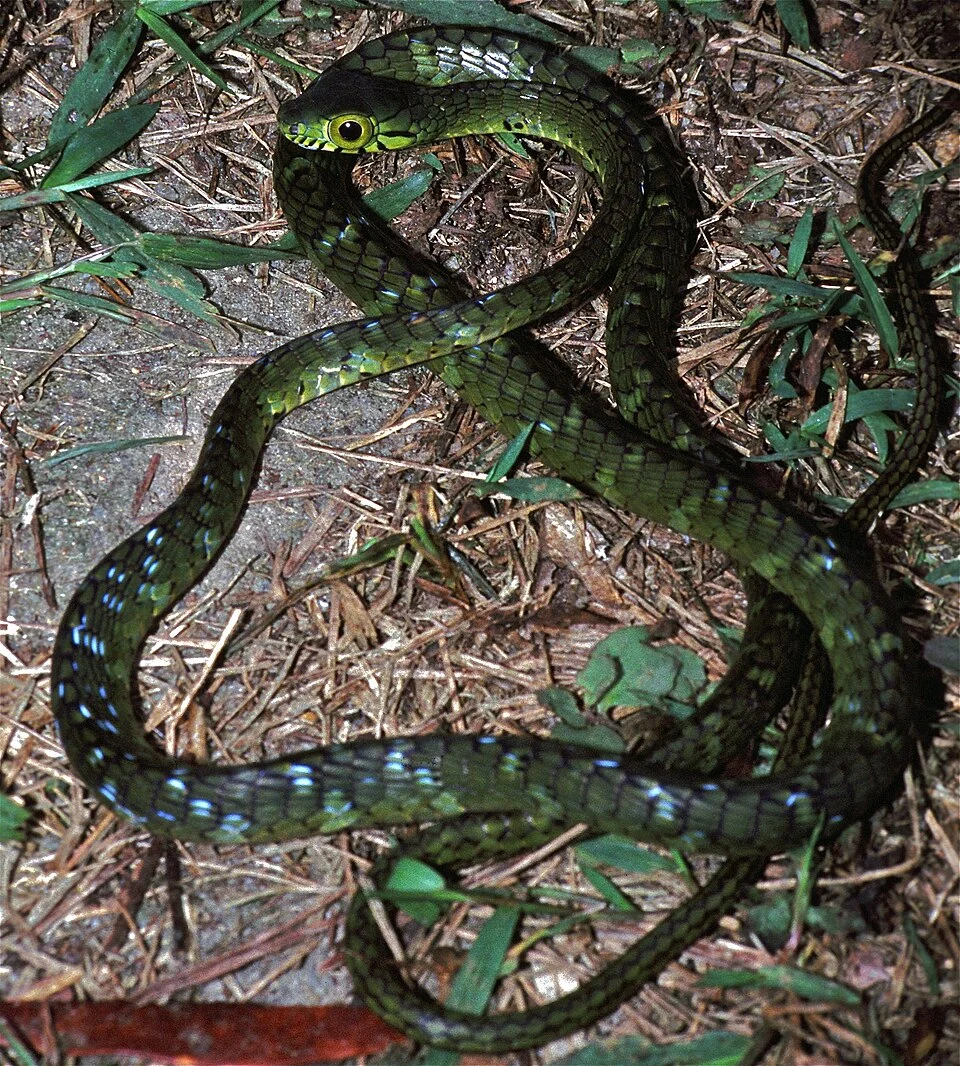 Korup NP, CAMEROON