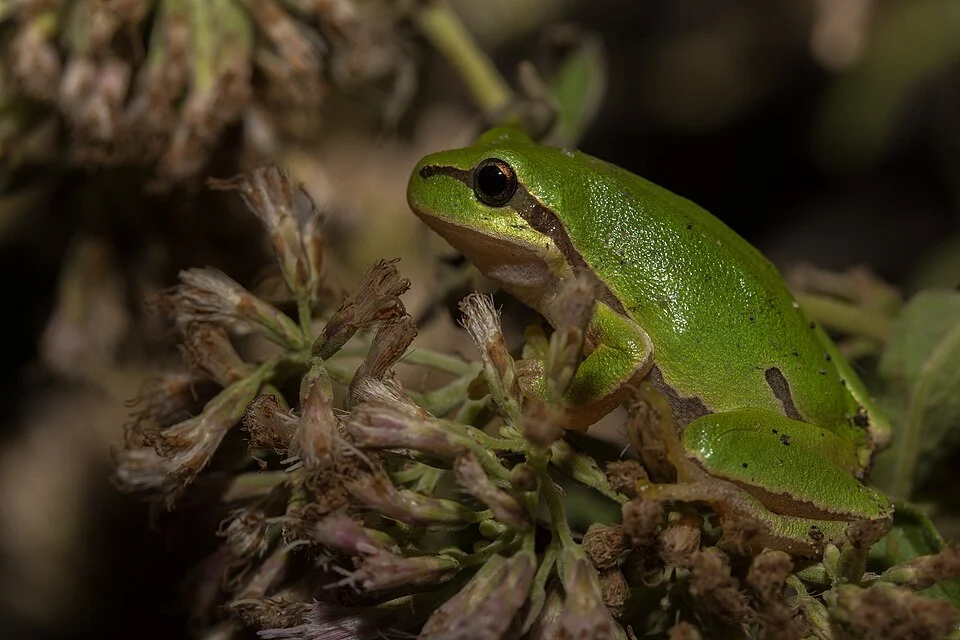 European tree frog (Hyla arborea) on hemp-agrimony (Eupatorium cannabinum)