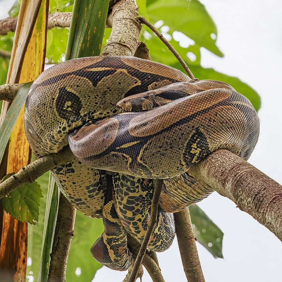 Red-tailed boa (Boa constrictor constrictor), Rio Napo, Sucumbios, Ecuador
