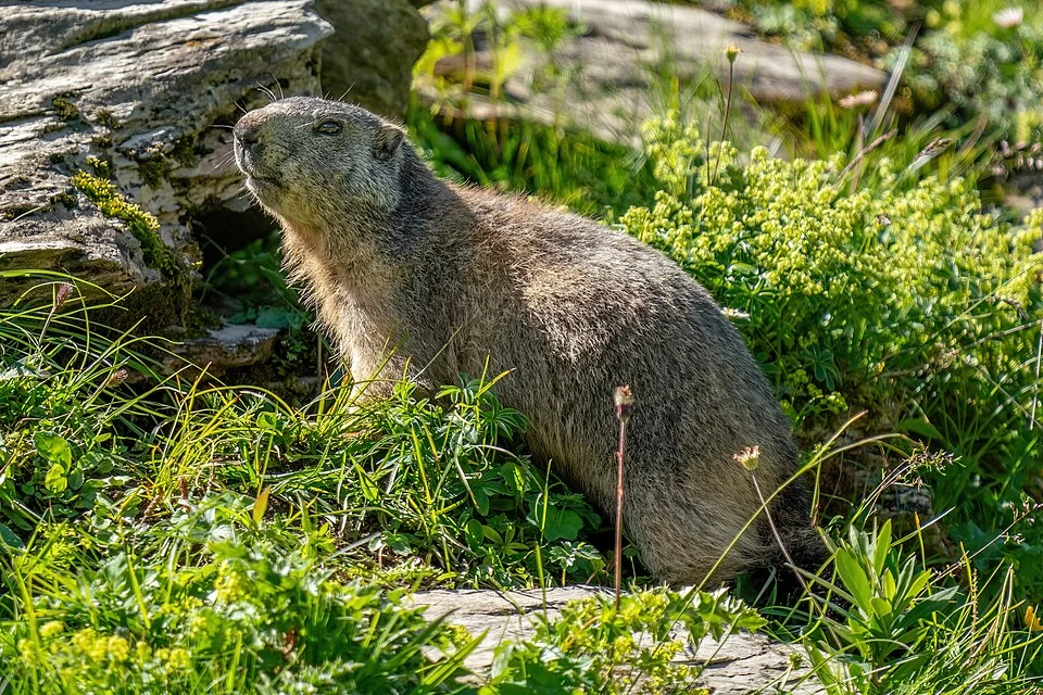 Wild marmot at Grand Muveran Hunting Ban Reserve