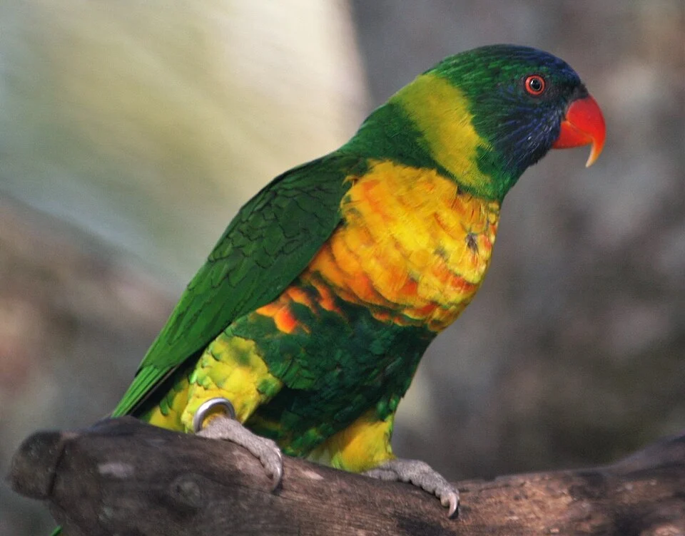 Marigold Lorikeet at Lion Country Safari, Florida, USA.