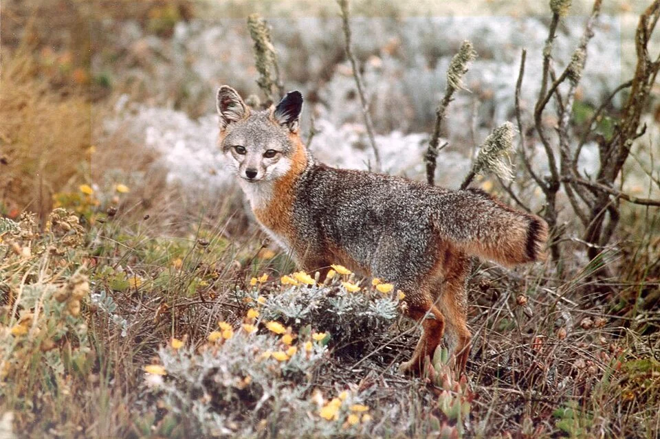 Urocyon littoralis (Island fox)