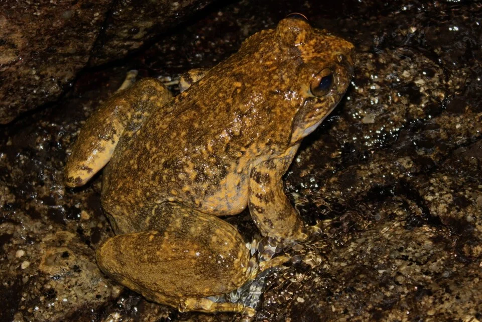 Quasipaa spinosa, syn. Paa spinosa, Giant Spiny Frog. Taken at Tai Mo Shan.
