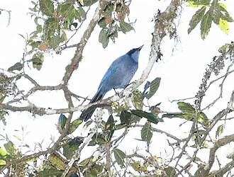 Dwarf Jay