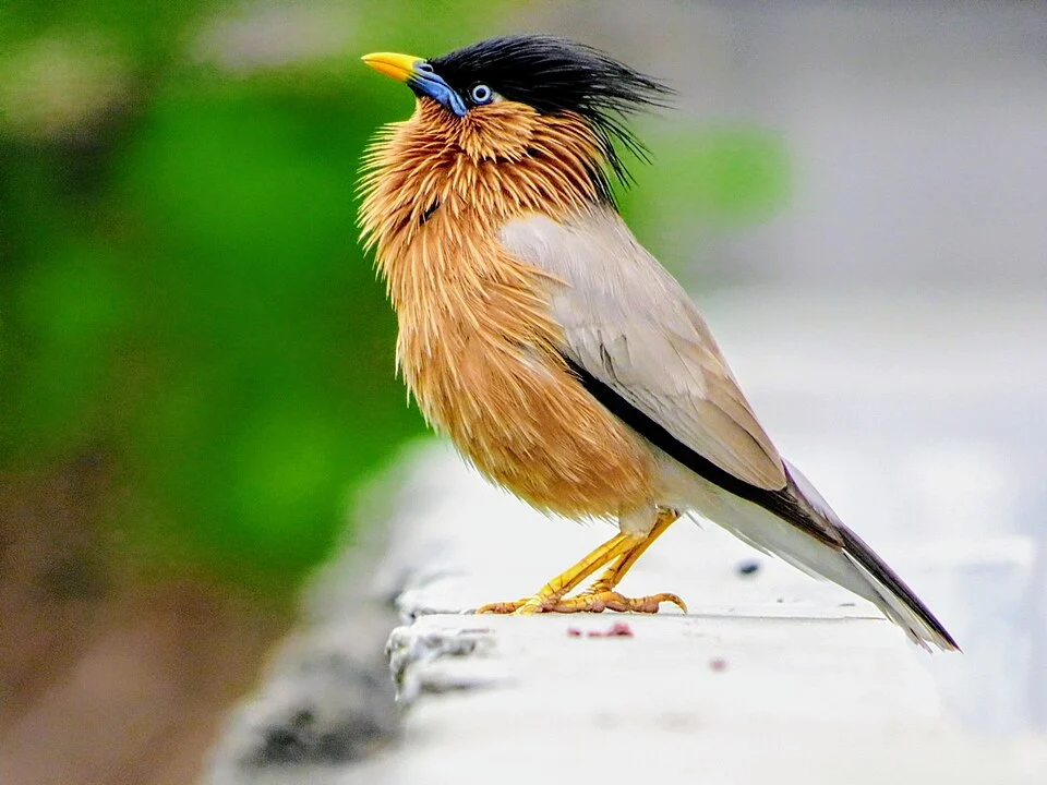 Adult Brahminy starling displaying in Vadodara, Gujarat, India