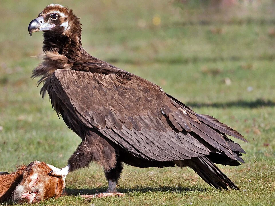 Black Vulture Aegypius monachus