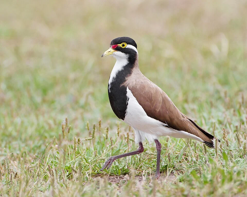 Banded Lapwing (Vanellus tricolor), Gretna, Tasmania, Australia