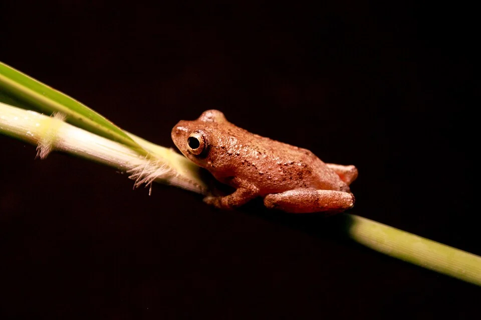 Hyperolius tuberculatus. Libreville, Gabon.