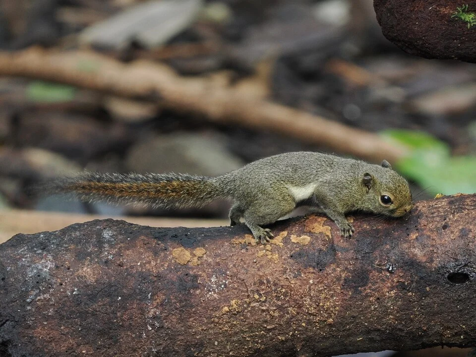Sculptor Squirrel (Glyphotes simus) in Malaysia