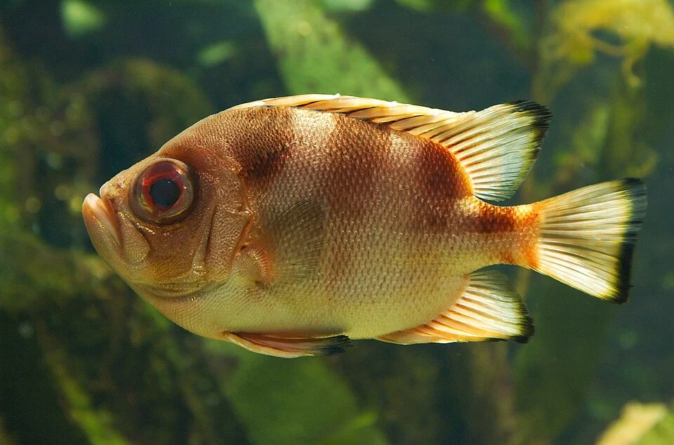 Popeye catalufa
