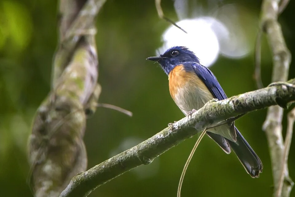 Burung berukuran 13 cm, dengan dominasi warna biru-tua. Tubuh bagian atas burung jantan berwarna biru; dengan kekang dan bulu terbang hitam, serta tunggir biru-mengilap/metalik. Bagian dada berwarna merah-bata jingga bergradasi menjadi putih pada bagian perut; warna tenggorokan biru terang yang membedakannya dengan jenis-jenis Sikatan yang lain. Burung betina sangat mirip dengan burung jantan; dapat dibedakan dari warna putih pada dagu dan tenggorokannya, serta warna biru yang lebih buram. Tubuh bagian atas burung muda berwarna coklat dengan bintik-bintik kuning-tua, sayap dan ekor biru, dada