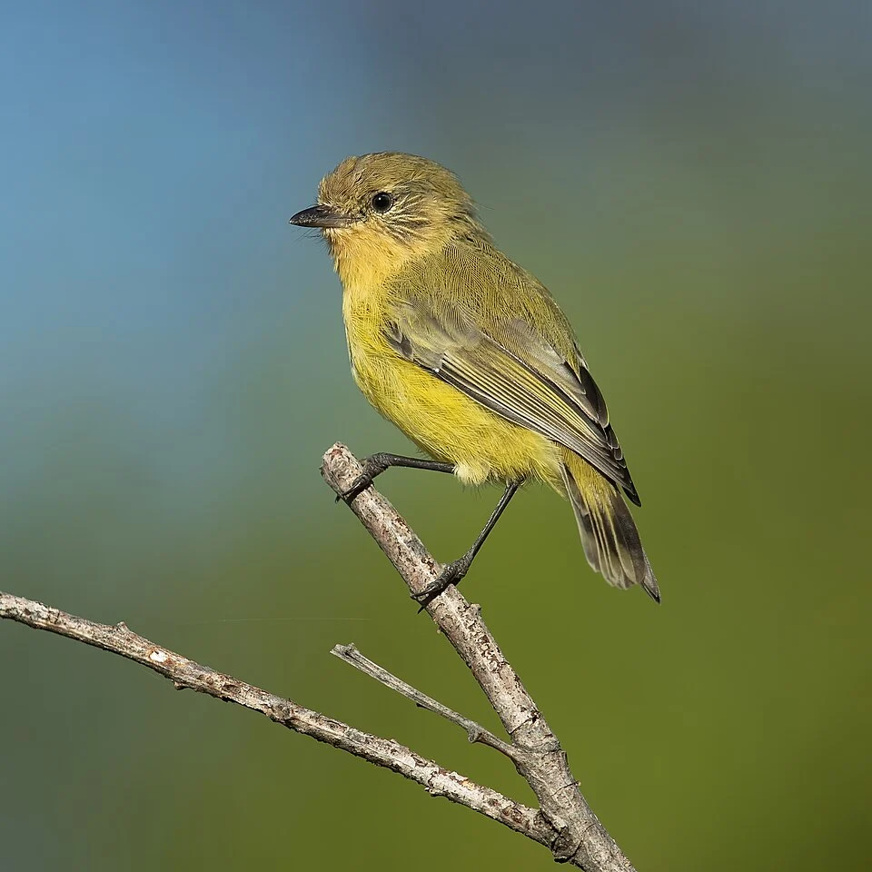 Yellow thornbill, Wianamatta Reserve, New South Wales, Australia