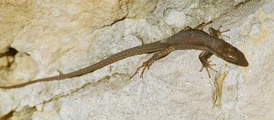 Maltese Wall Lizard at Marsaxlokk, Malta