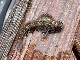 Bay Blenny (Hypsoblennius gentilis). Species of fish.