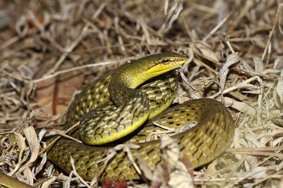 Reptiles from India