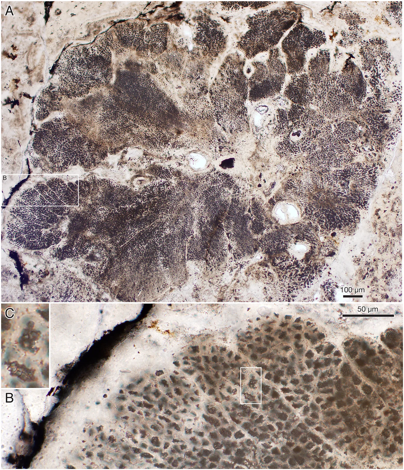 Microscopic thin section of Ramathallus lobatus holotype NRM X5638, with enlarged structural details