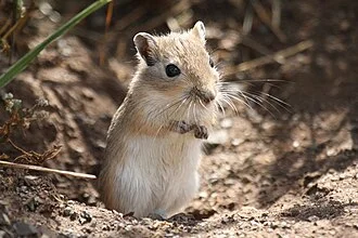 This is the wild ancestor of the pet gerbil.