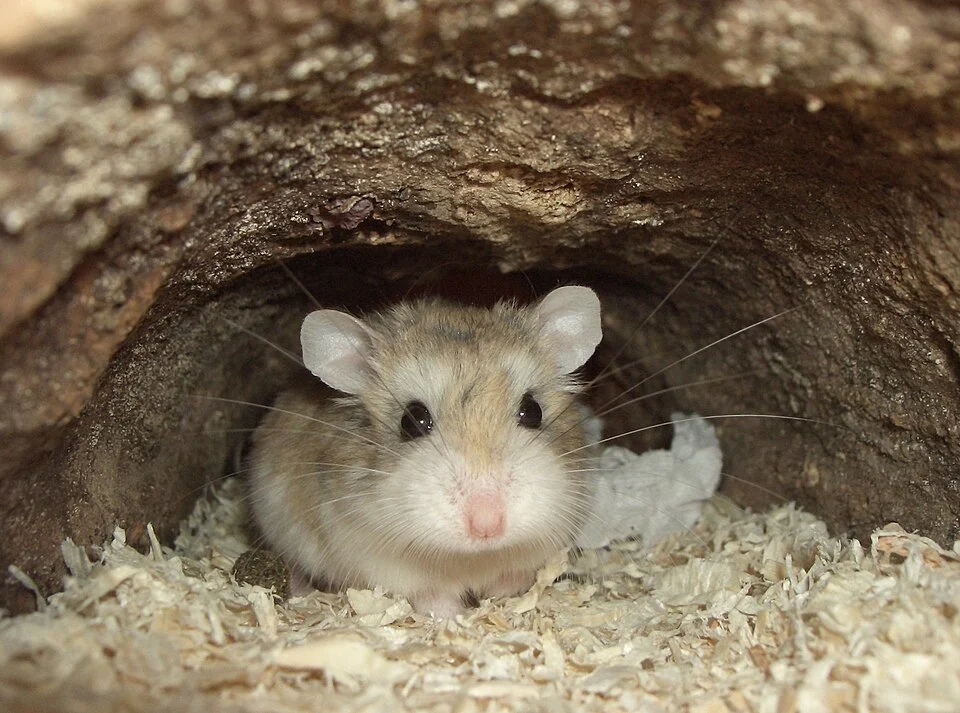 Phodopus roborovskii, male, 18 months old