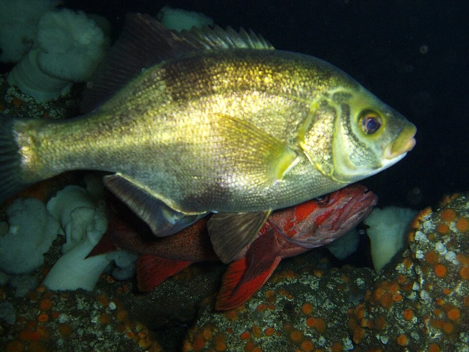Rhacochilus toxotes (Rubberlip surfperch). Courtesy of the Monterey Bay Aquarium.