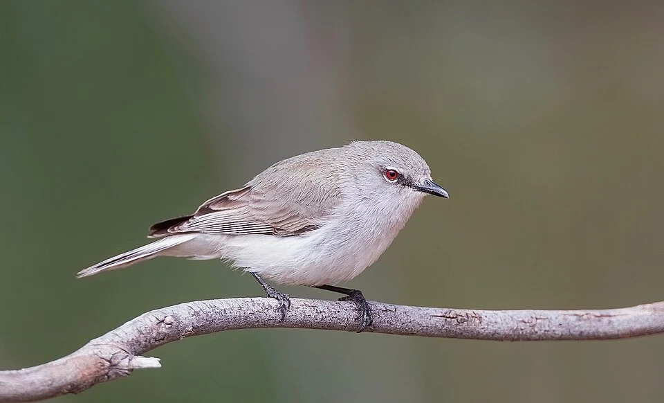 Portrait of subspecies exsul