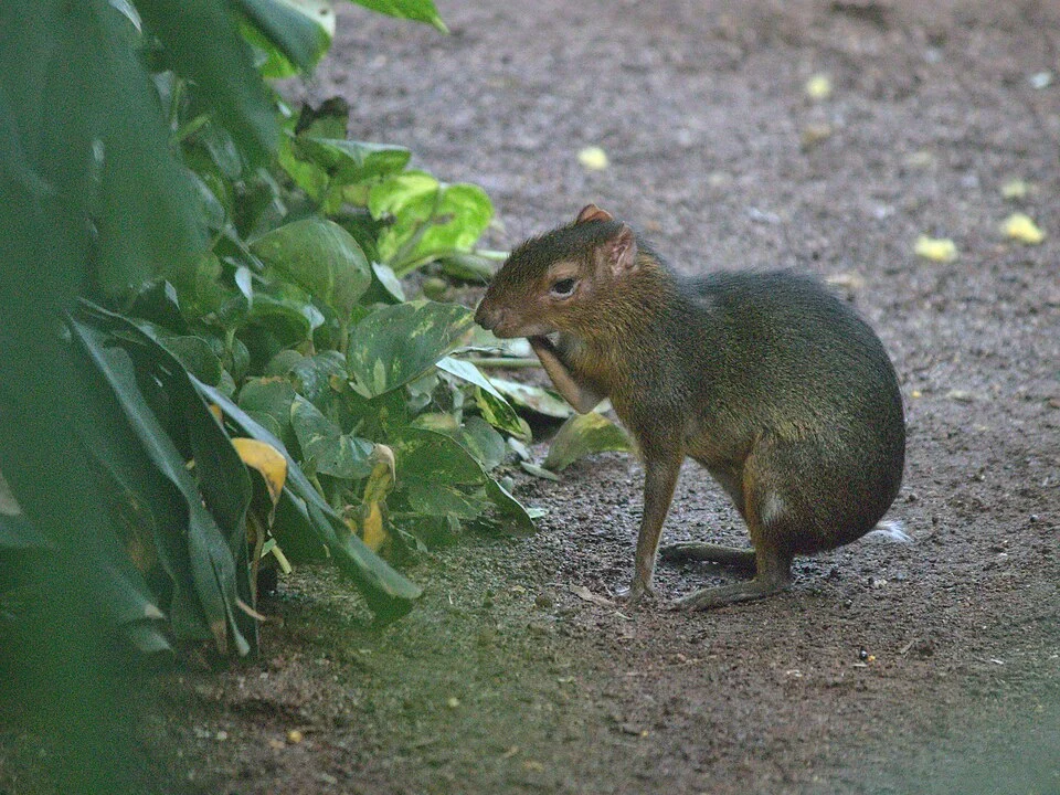 2019-03-03 AT Wien 13 Hietzing, Tiergarten Schönbrunn, Myoprocta pratti