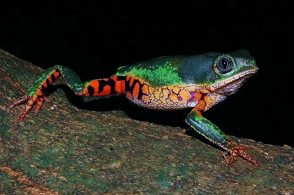 Orange-legged leaf frog, also known as a Monkey frog, Phyllomedusa oreades is a species of frog in the Hylidae family. It is endemic to Brazil. Its natural habitats are subtropical or tropical dry shrubland, subtropical or tropical dry lowland grassland. A very beautiful frog from the Cerrado, Brazil. I love that one.