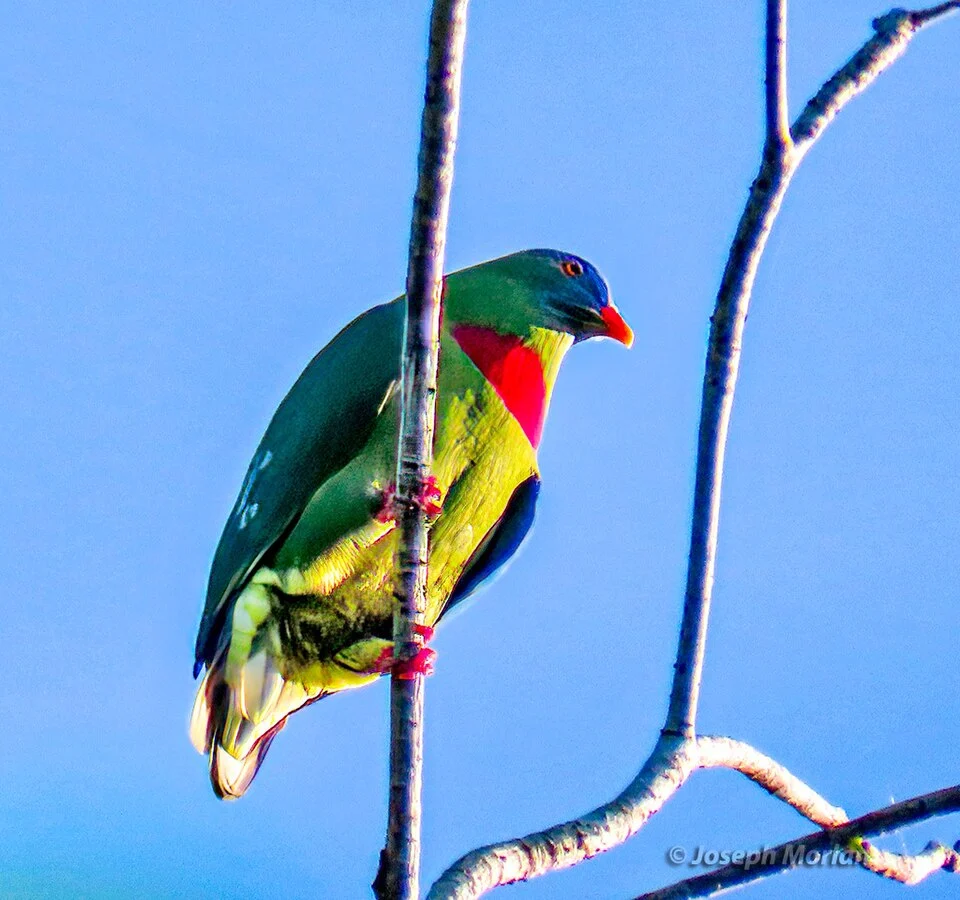 Claret-breasted Fruit Dove (Ptilinopus viridis) in Indonesia