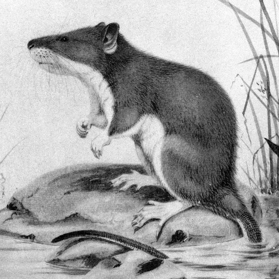 Nilopegamys plumbeus