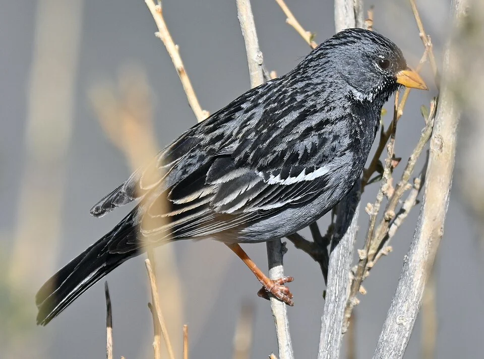 Mourning Sierra Finch Rhopospina fruticeti peruviana, photo taken in Colca-Canyon, Peru.
